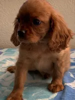 Olivia, a female Cavalier King Charles Spaniel for sale in Roseville, CA – Photo 1 of 4