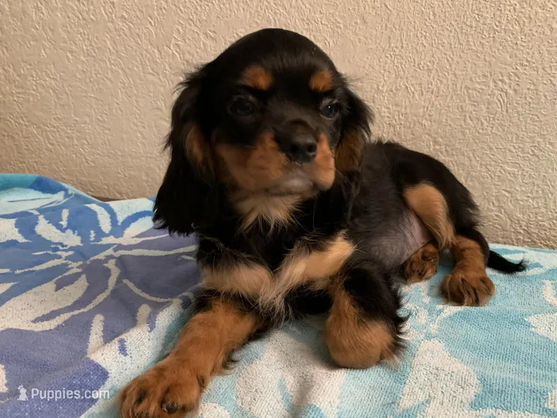 Olivia – Cavalier King Charles Spaniel puppy for sale in Roseville, CA