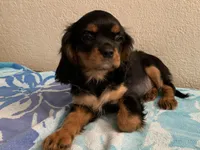 Olivia, a female Cavalier King Charles Spaniel for sale in Roseville, CA – Photo 2 of 4