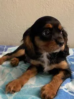 Olivia, a female Cavalier King Charles Spaniel for sale in Roseville, CA – Photo 3 of 4