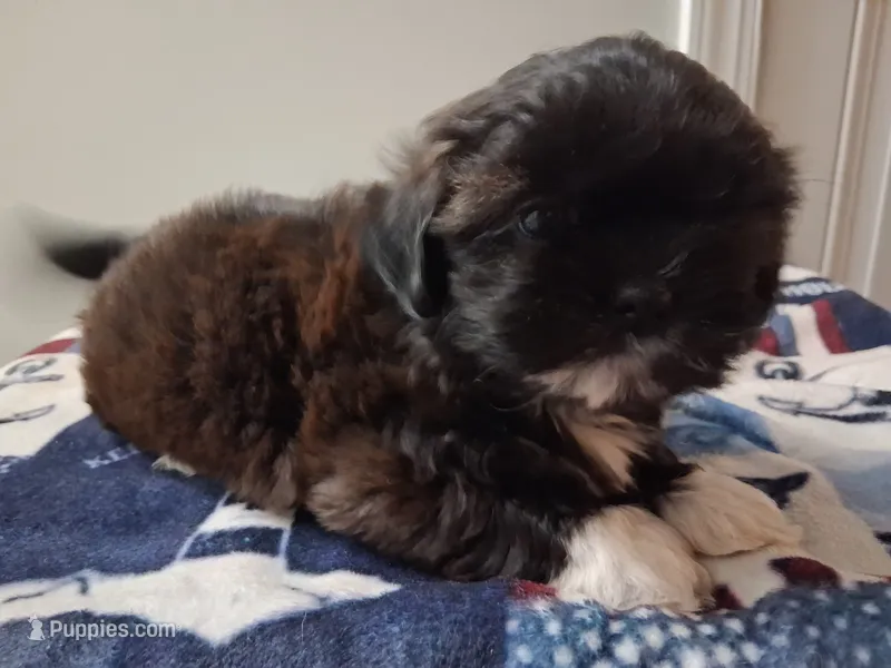 Franco – Shih Tzu puppy for sale in Madison, GA