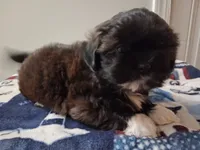 Franco, a male Shih Tzu for sale in Madison, GA – 1 of 2