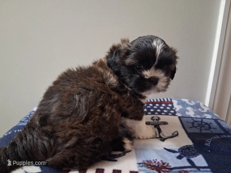 Fred – Shih Tzu puppy for sale in Madison, GA