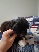 Franco, a male Shih Tzu for sale in Madison, GA – 2 of 2