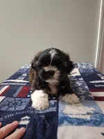 Fred, a male Shih Tzu for sale in Madison, GA – 2 of 2