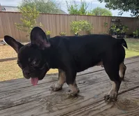 Rocket, a male French Bulldog for sale in Bakersfield, CA – 8 of 9
