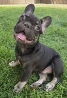 Rocket, a male French Bulldog for sale in Bakersfield, CA – 5 of 9