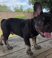 Rocket, a male French Bulldog for sale in Bakersfield, CA – 7 of 9