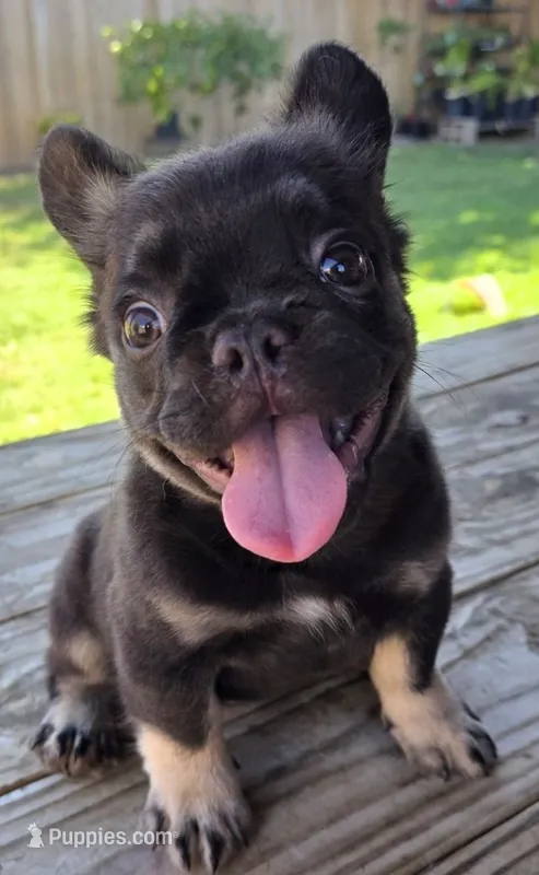 Wookiee – French Bulldog puppy on hold in Bakersfield, CA