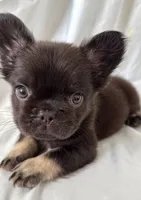 Grizzly, a male French Bulldog for sale in Bakersfield, CA – 3 of 3