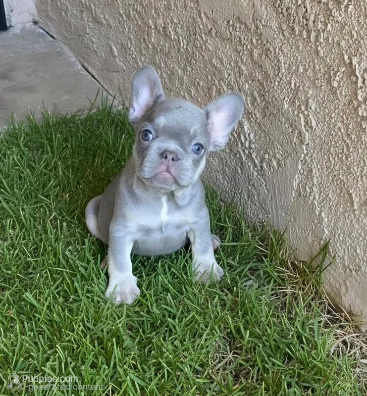 Buddy – French Bulldog puppy for sale in Bakersfield, CA