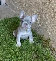 Buddy, a male French Bulldog for sale in Bakersfield, CA – 1 of 3