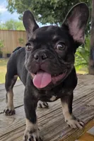 Rocket, a male French Bulldog for sale in Bakersfield, CA – 9 of 9