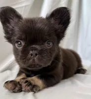 Grizzly, a male French Bulldog for sale in Bakersfield, CA – 2 of 3