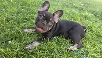 Rocket, a male French Bulldog for sale in Bakersfield, CA – 3 of 9