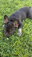 Rocket, a male French Bulldog for sale in Bakersfield, CA – 6 of 9