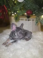 Ace, a male French Bulldog for sale in Bakersfield, CA – Photo 5 of 9