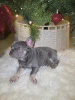 Ace, a male French Bulldog for sale in Bakersfield, CA – Photo 3 of 9