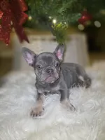 Ace, a male French Bulldog for sale in Bakersfield, CA – Photo 4 of 9