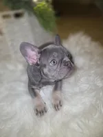 Ace, a male French Bulldog for sale in Bakersfield, CA – Photo 2 of 9