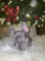 Ace, a male French Bulldog for sale in Bakersfield, CA – Photo 7 of 9