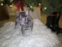 Ace, a male French Bulldog for sale in Bakersfield, CA – Photo 8 of 9