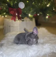 Ace, a male French Bulldog for sale in Bakersfield, CA – Photo 1 of 9
