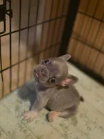 Buddy, a male French Bulldog for sale in Bakersfield, CA – 2 of 3