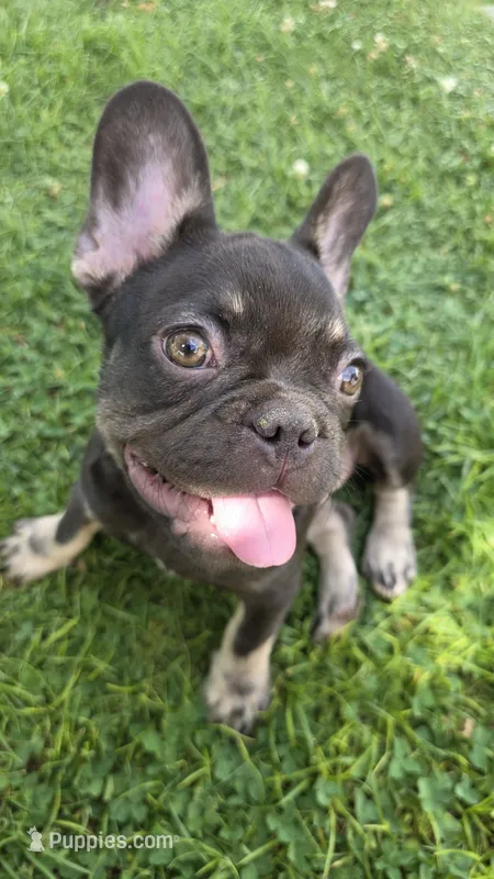 Rocket – French Bulldog puppy for sale in Bakersfield, CA