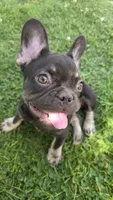 Rocket, a male French Bulldog for sale in Bakersfield, CA – 1 of 9