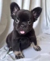 Grizzly, a male French Bulldog for sale in Bakersfield, CA – 1 of 3