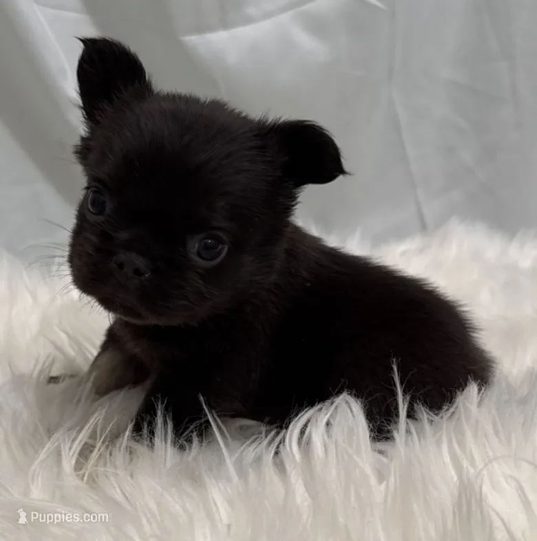 Wookiee – French Bulldog puppy for sale in Bakersfield, CA