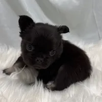 Wookiee, a male French Bulldog for sale in Bakersfield, CA – 2 of 3