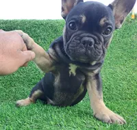 Max, a male French Bulldog for sale in Bakersfield, CA – Photo 7 of 8