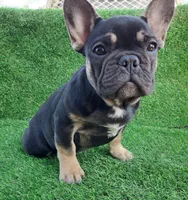 Max, a male French Bulldog for sale in Bakersfield, CA – Photo 5 of 8