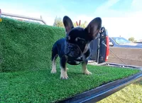 Max, a male French Bulldog for sale in Bakersfield, CA – Photo 4 of 8