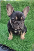 Max, a male French Bulldog for sale in Bakersfield, CA – Photo 8 of 8