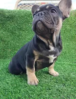 Max, a male French Bulldog for sale in Bakersfield, CA – Photo 1 of 8