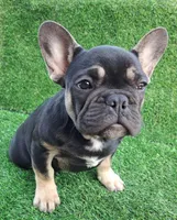 Max, a male French Bulldog for sale in Bakersfield, CA – Photo 3 of 8