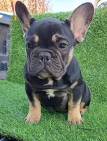 Max, a male French Bulldog for sale in Bakersfield, CA – Photo 2 of 8