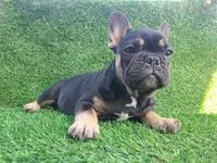 Max, a male French Bulldog for sale in Bakersfield, CA – Photo 6 of 8