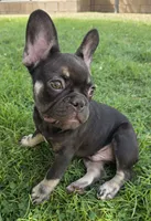 Rocket, a male French Bulldog for sale in Bakersfield, CA – 4 of 9