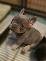 Buddy, a male French Bulldog for sale in Bakersfield, CA – 3 of 3