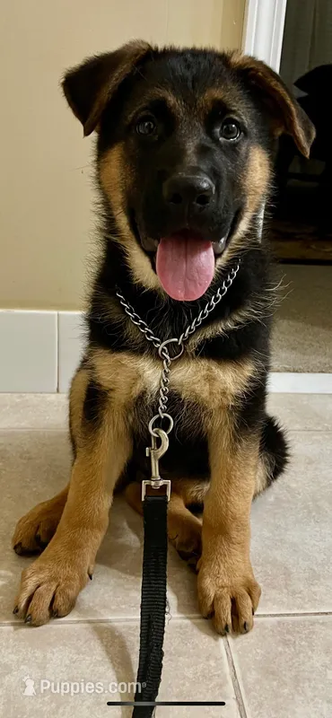 Chase – German Shepherd Dog puppy for sale in Hueytown, AL