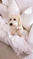 Stitch, a male Goldendoodle for sale in Decatur, GA – 3 of 5
