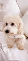 Stitch, a male Goldendoodle for sale in Decatur, GA – 4 of 5
