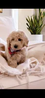 Stitch, a male Goldendoodle for sale in Decatur, GA – 6 of 6