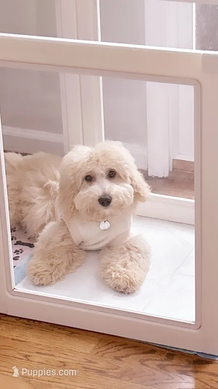 Stitch – Goldendoodle puppy for sale in Decatur, GA