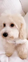 Stitch, a male Goldendoodle for sale in Decatur, GA – 5 of 5