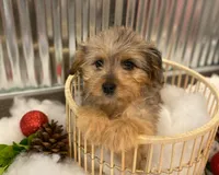 Willow, a female Miniature Aussiedoodle for sale in Oskaloosa, KS – Photo 2 of 3